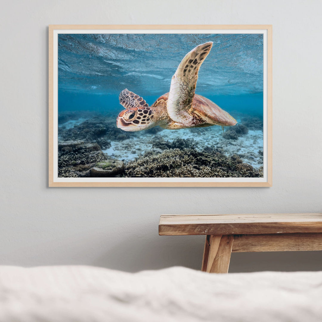 Fly Away On My Zephyr – Green sea turtle travelling along reef currents, underwater photography | Framed Paper Print