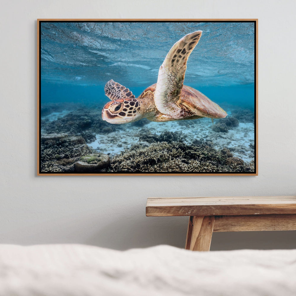Fly Away On My Zephyr – Green sea turtle travelling along reef currents, underwater photography | Shadow Box Canvas Print