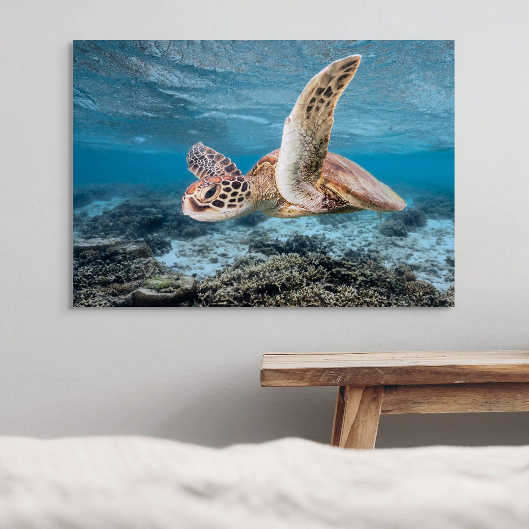 Fly Away On My Zephyr – Green sea turtle travelling along reef currents, underwater photography | Stretched Canvas Print