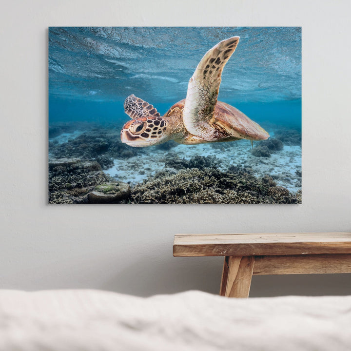 Fly Away On My Zephyr – Green sea turtle travelling along reef currents, underwater photography | Stretched Canvas Print