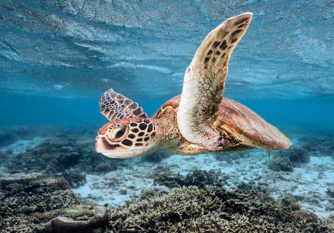 Fly Away On My Zephyr – Green sea turtle travelling along reef currents, underwater photography | Unframed Rolled Print