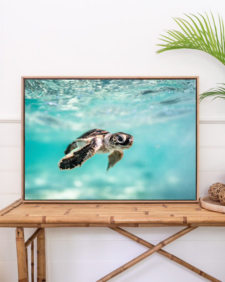 Guided by the Sea - Turtle Hatchling | Underwater Photography