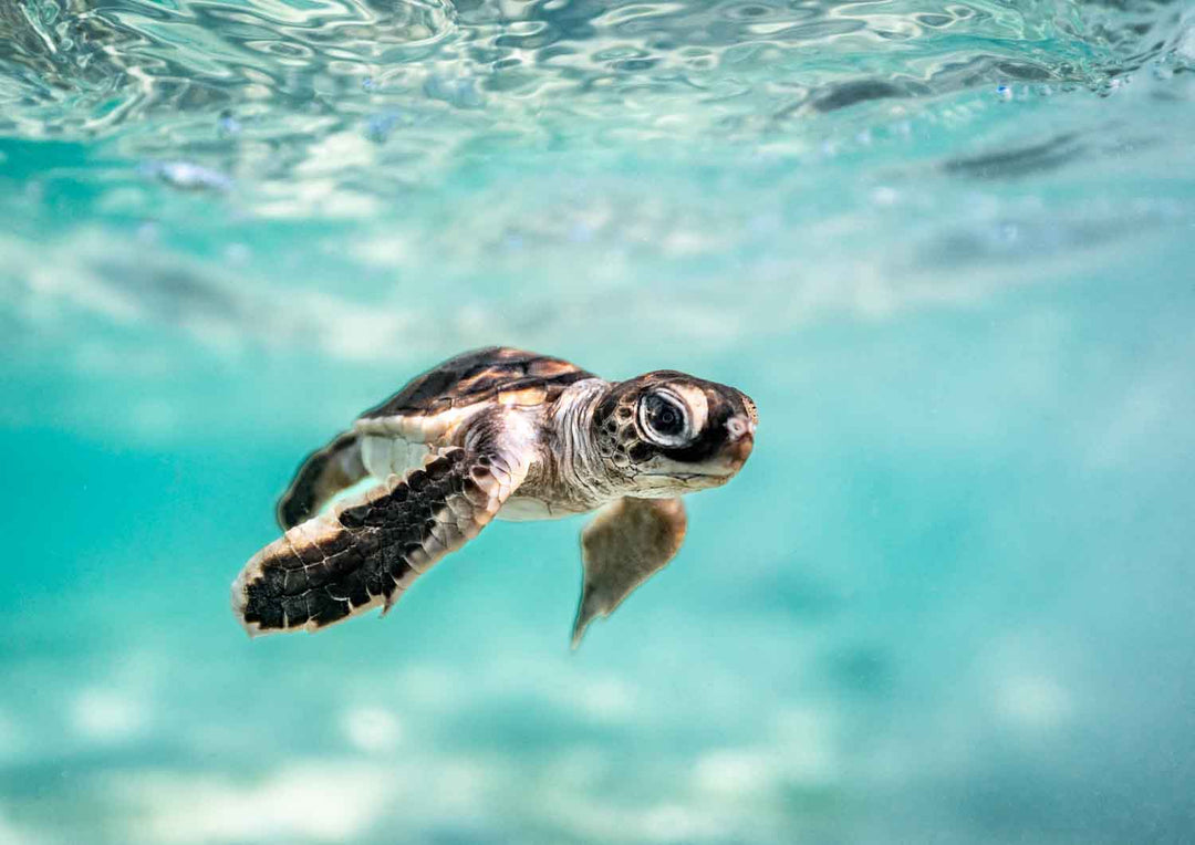 Guided by the Sea by David Lloyd – underwater turtle hatchling swimming in vibrant blue water, fine art marine life photography print