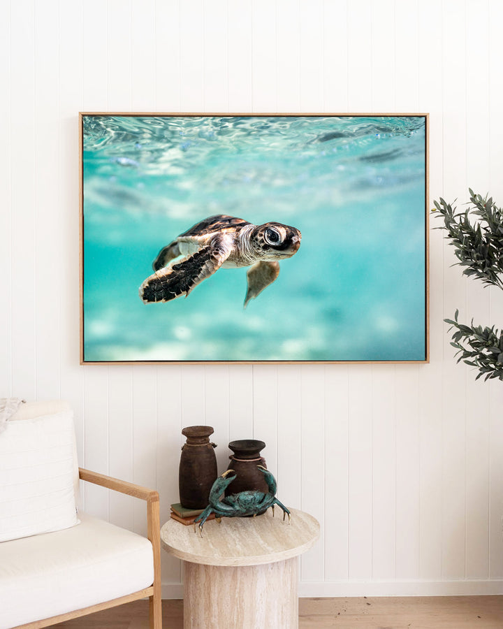 Guided by the Sea - Turtle Hatchling | Underwater Photography