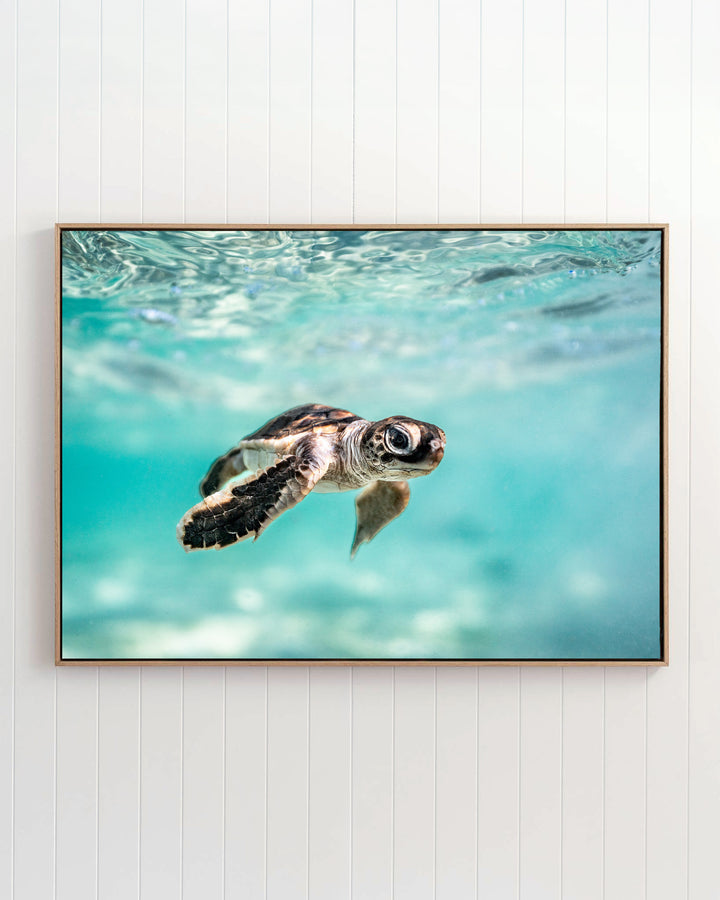 Framed print of Guided by the Sea - Turtle Hatchling, featuring a sea turtle hatchling swimming in clear turquoise water.