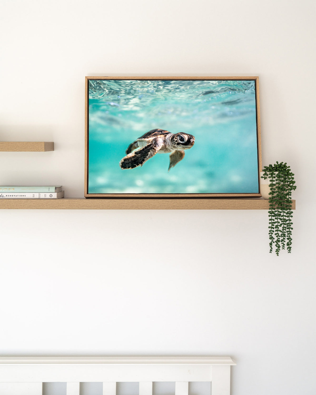 Turtle Photography Prints