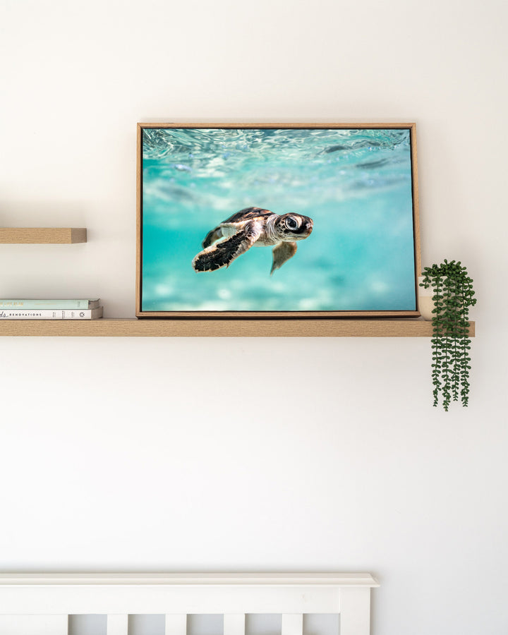 Guided by the Sea – Turtle Hatchling, Underwater Photography by David Lloyd, framed canvas print in oak float frame, styled in a timber shelf setting