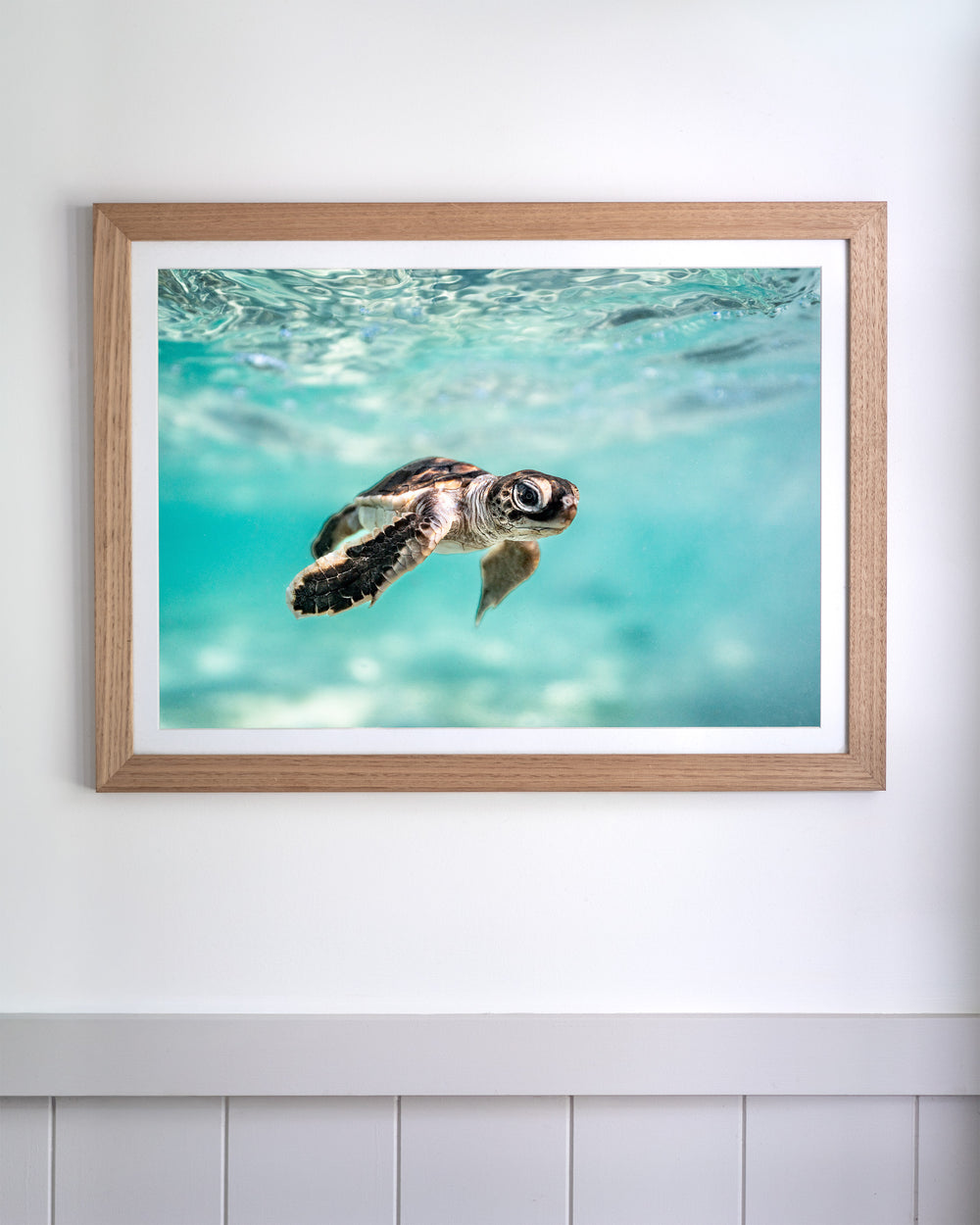 Framed Guided by the Sea - Turtle Hatchling: A sea turtle hatchling swimming in clear turquoise water.