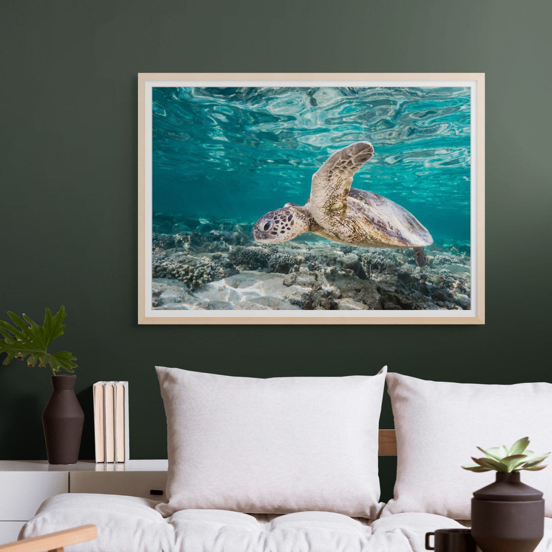 Heart of Glass – Green sea turtle floating through coral garden currents at Lady Elliot Island with glassy water surface, underwater photography | Framed Paper Print