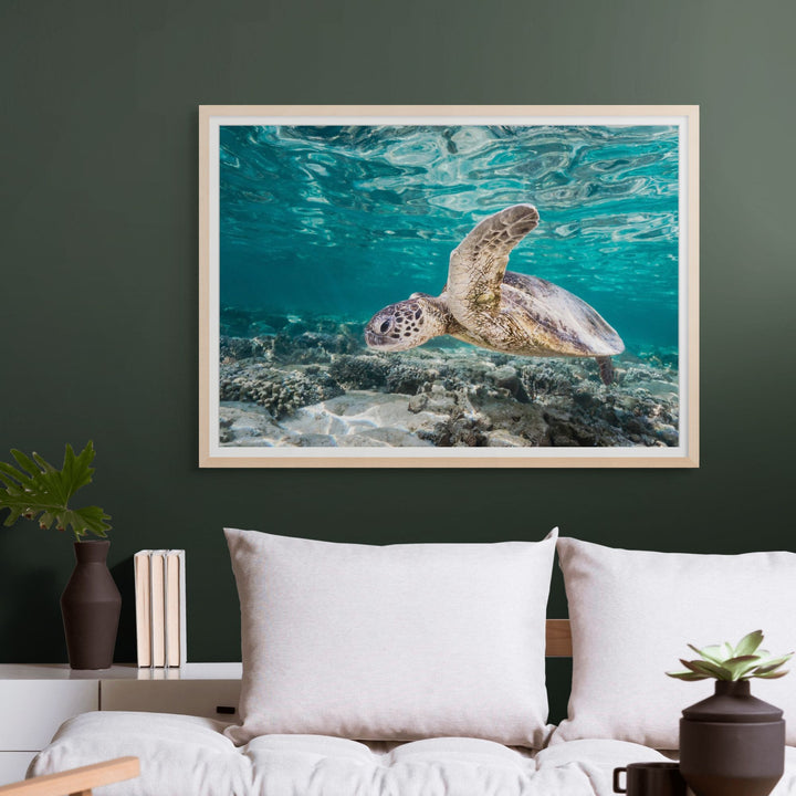 Heart of Glass – Green sea turtle floating through coral garden currents at Lady Elliot Island with glassy water surface, underwater photography | Framed Paper Print