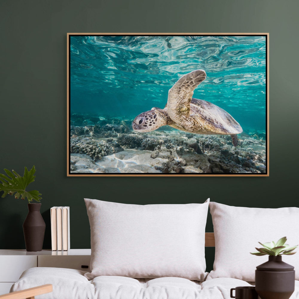 Heart of Glass – Green sea turtle floating through coral garden currents at Lady Elliot Island with glassy water surface, underwater photography | Shadow Box Canvas Print