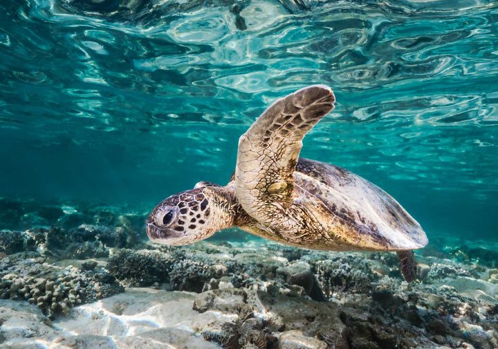 Heart of Glass – Green sea turtle floating through coral garden currents at Lady Elliot Island with glassy water surface, underwater photography | Unframed Rolled Print