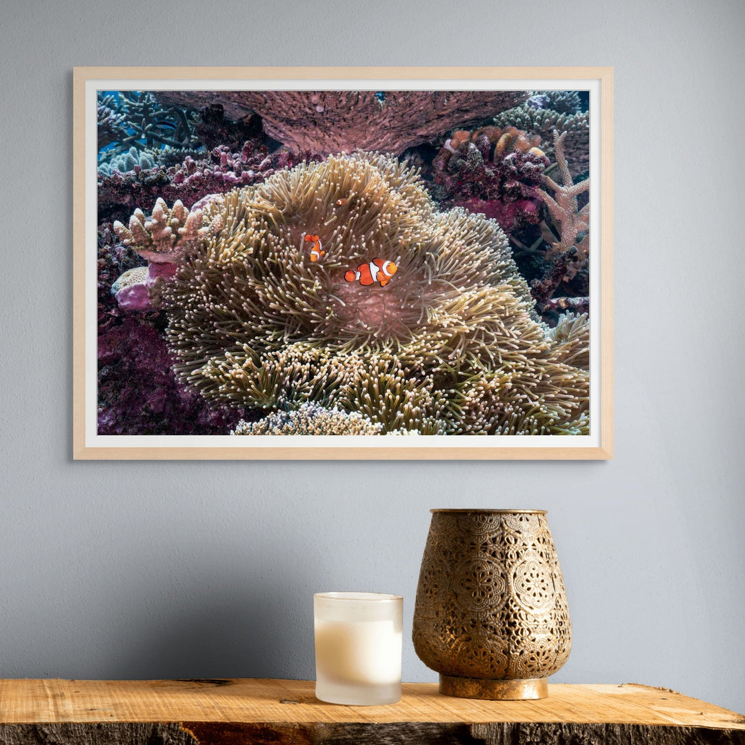 Hiding in Plain Sight – Clownfish nestled in a sea anemone on the Great Barrier Reef | Framed Paper Print by David Lloyd