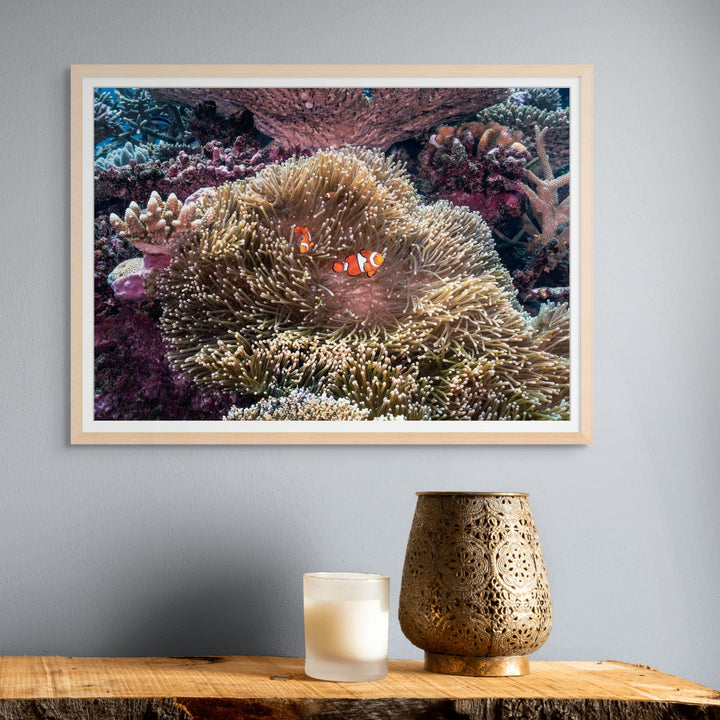 Hiding in Plain Sight – Clownfish nestled in a sea anemone on the Great Barrier Reef | Framed Paper Print by David Lloyd