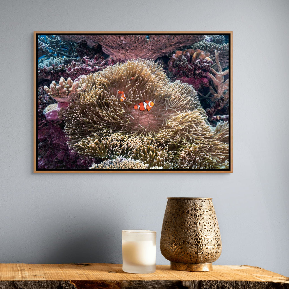 Hiding in Plain Sight – Clownfish nestled in a sea anemone on the Great Barrier Reef | Shadow Box Canvas Print by David Lloyd