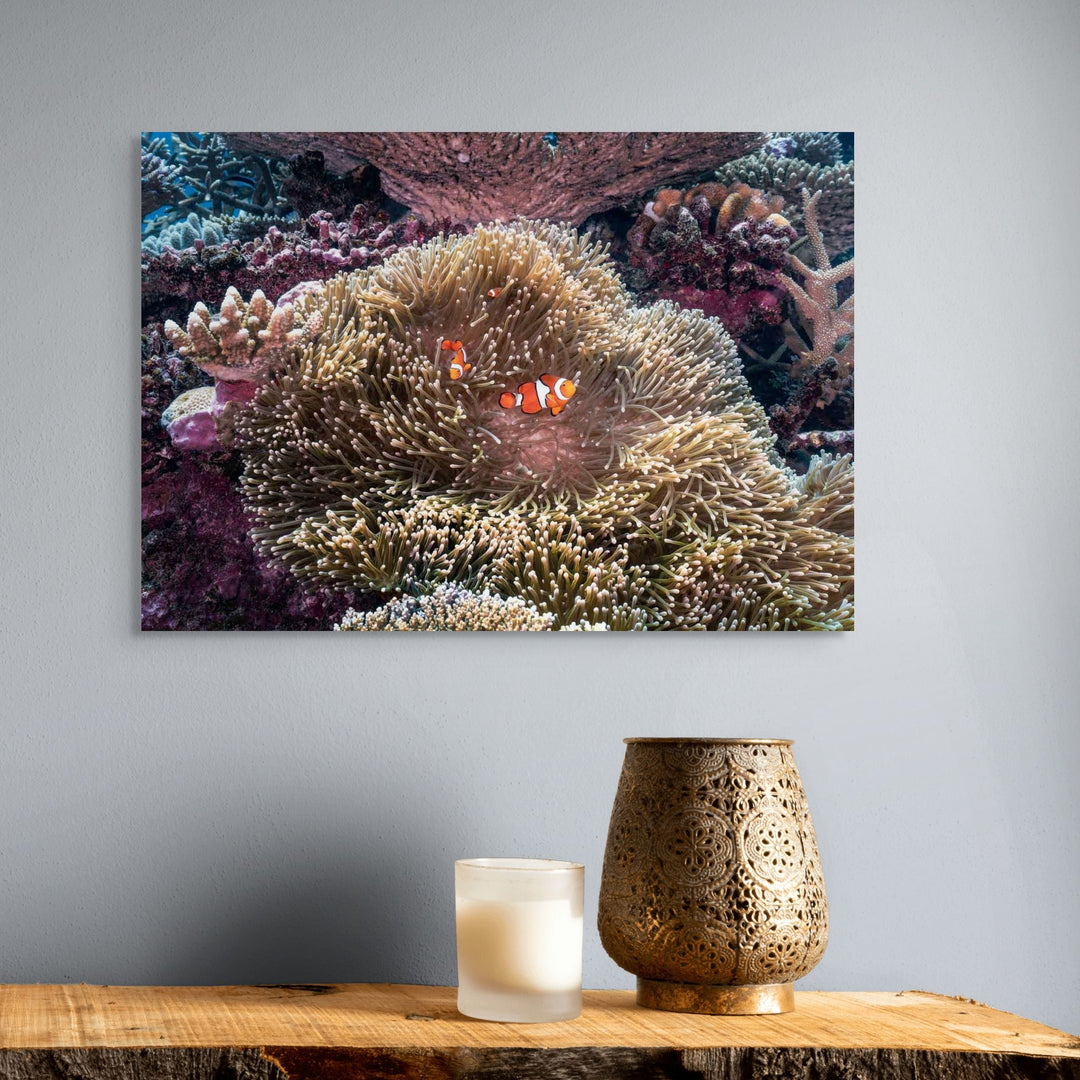 Hiding in Plain Sight – Clownfish nestled in a sea anemone on the Great Barrier Reef | Stretched Canvas Print by David Lloyd
