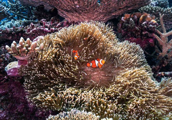 Hiding in Plain Sight – Clownfish nestled in a sea anemone on the Great Barrier Reef | Unframed Rolled Print by David Lloyd