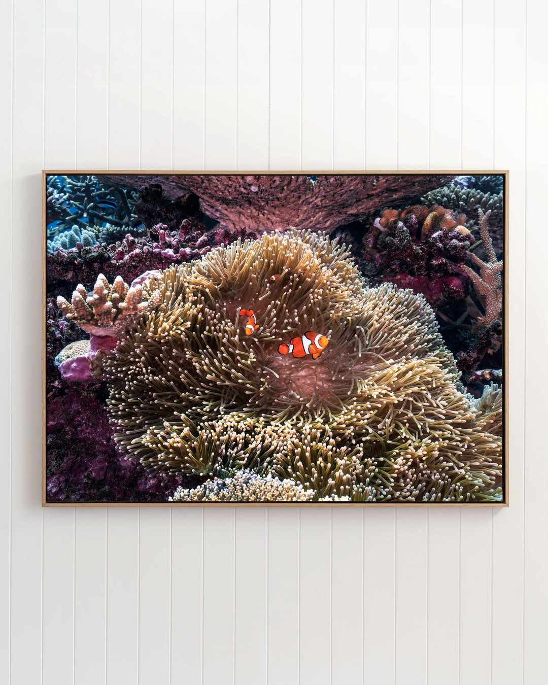 Two clownfish swimming among sea anemones and coral in Hiding in Plain Sight | Clown Fish - Underwater Photography.