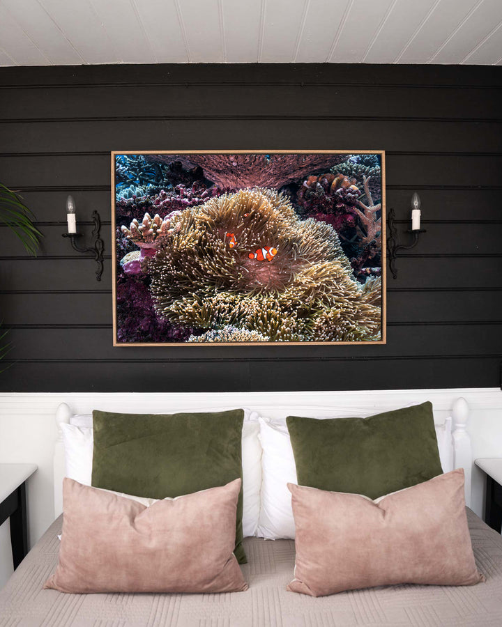 Hiding in Plain Sight – Clown Fish, Underwater Photography by David Lloyd, framed canvas print in oak float frame, styled in a bedroom setting