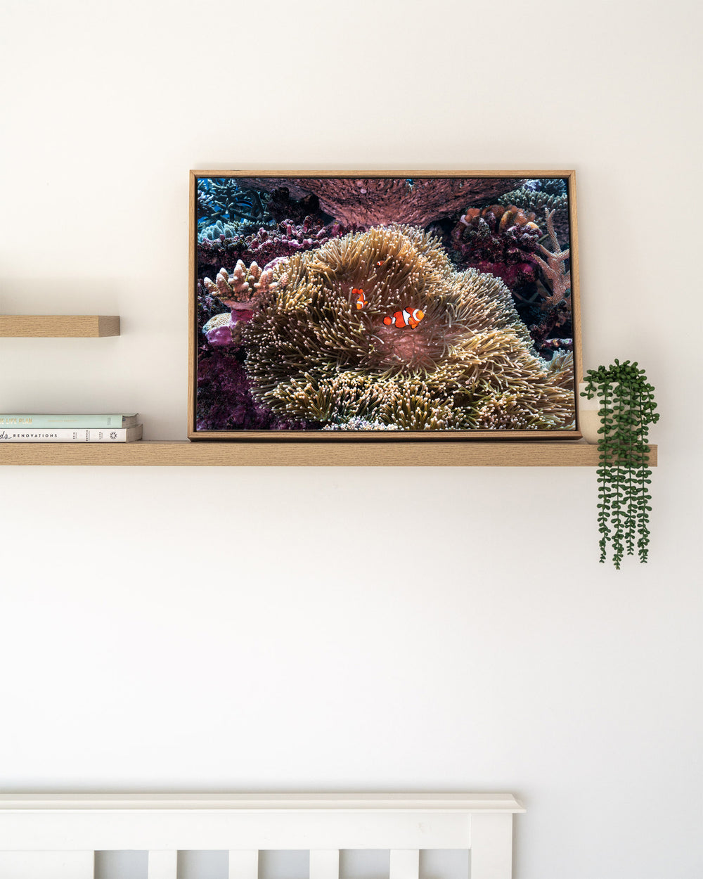 Hiding in Plain Sight – Clown Fish, Underwater Photography by David Lloyd, framed canvas print in oak float frame, styled in a timber shelf setting