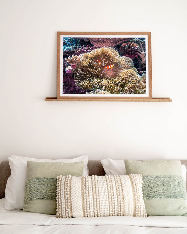 Hiding in Plain Sight – Clown Fish, Underwater Photography by David Lloyd, framed paper print in oak frame, styled in a bedroom setting
