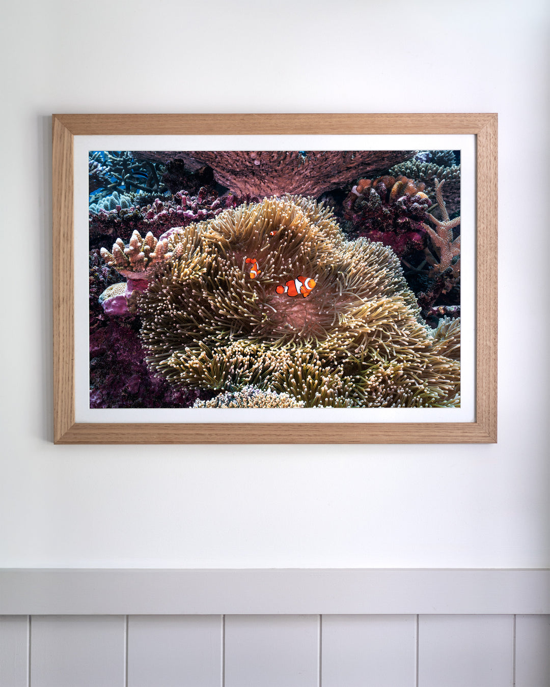 Framed photograph titled Hiding in Plain Sight, featuring clownfish swimming among sea anemone and coral on a white wall.