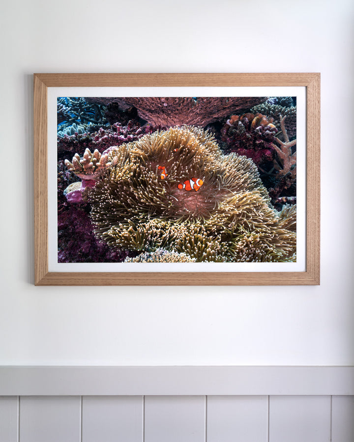Framed photograph titled Hiding in Plain Sight, featuring clownfish swimming among sea anemone and coral on a white wall.