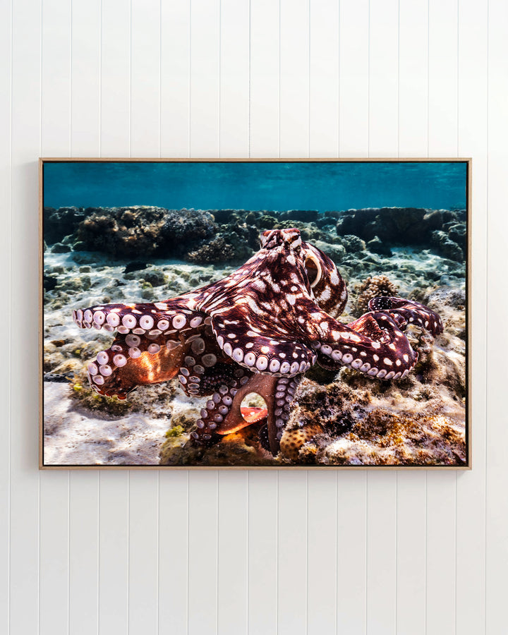 Hold On | Octopus - Underwater Photography