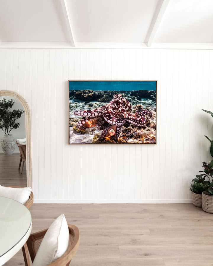 Hold On – Octopus, Underwater Photography by David Lloyd, framed canvas print in oak float frame, styled in a dining room setting