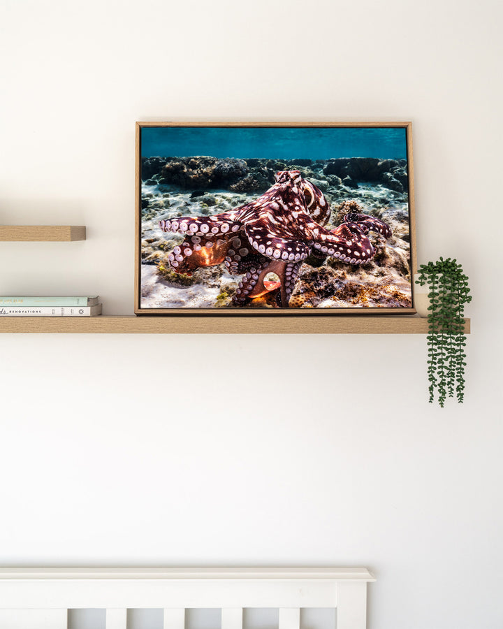 Hold On – Octopus, Underwater Photography by David Lloyd, framed canvas print in oak float frame, styled in a timber shelf setting