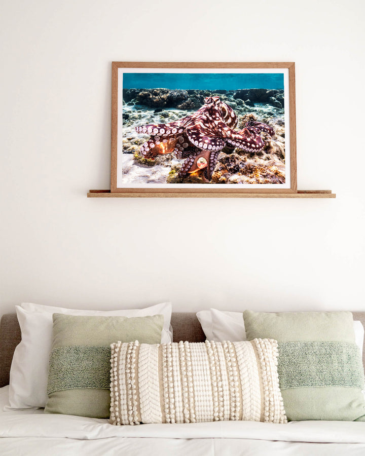 Hold On – Octopus, Underwater Photography by David Lloyd, framed paper print in oak frame, styled in a bedroom setting