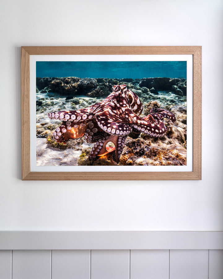 Hold On | Octopus - Underwater Photography