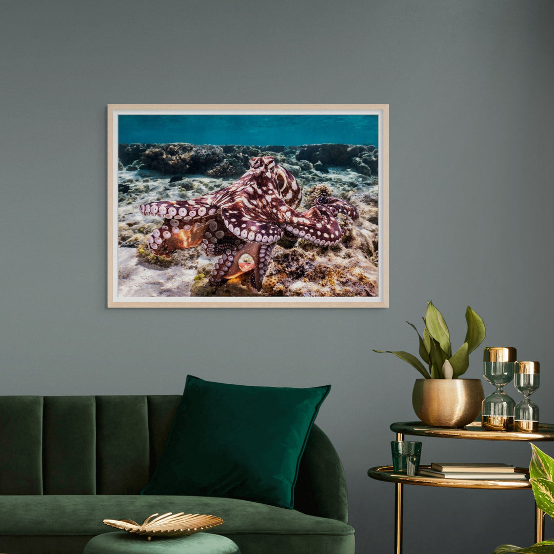 Hold On – Octopus underwater navigating coral bombies and hunting crabs | Framed Paper Print by David Lloyd