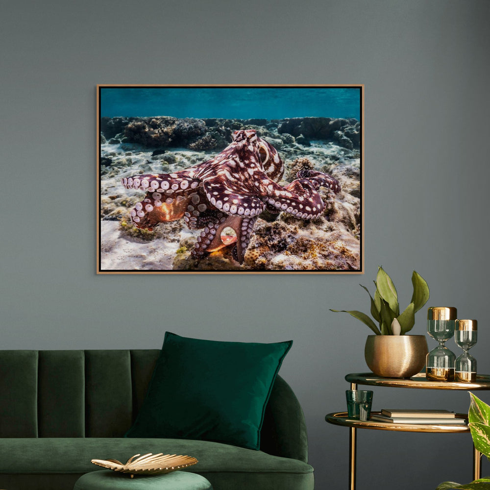 Hold On – Octopus underwater navigating coral bombies and hunting crabs | Shadow Box Canvas Print by David Lloyd