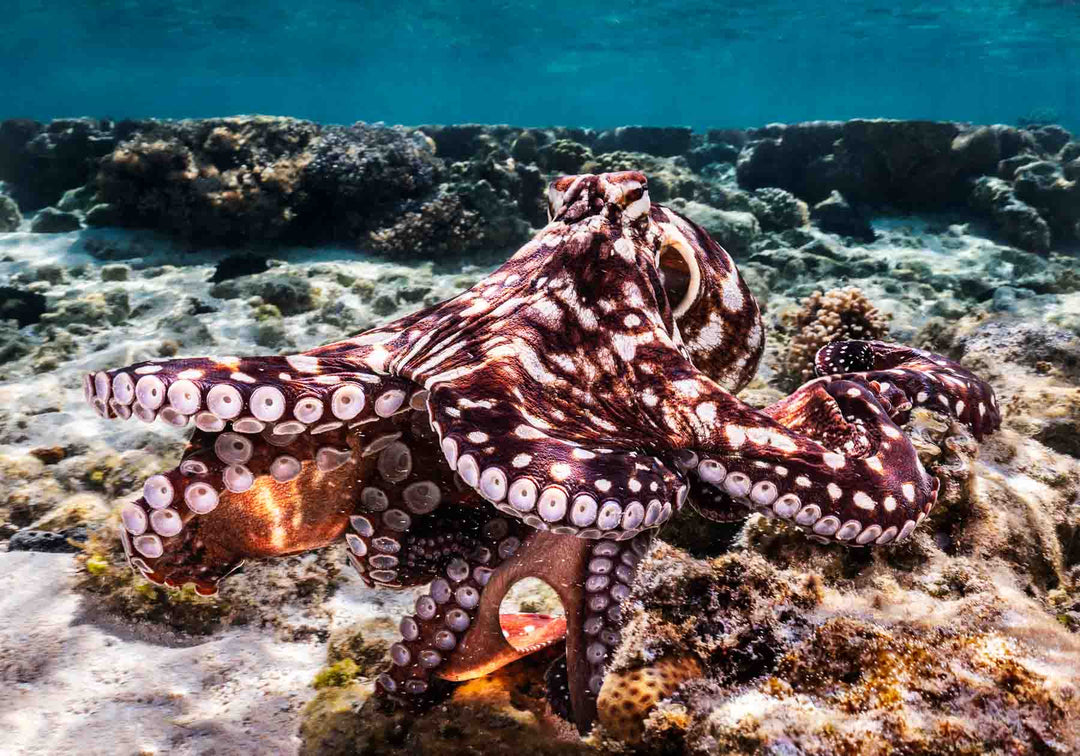 Hold On – Octopus underwater navigating coral bombies and hunting crabs | Unframed Rolled Print by David Lloyd