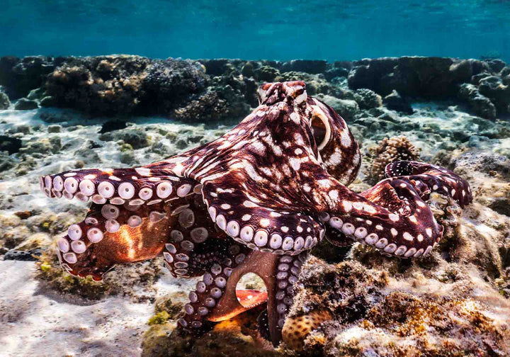 Hold On – Octopus underwater navigating coral bombies and hunting crabs | Unframed Rolled Print by David Lloyd