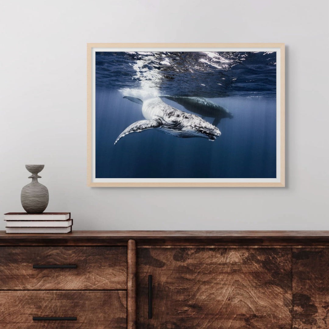 I Give It All For You – Underwater view of a humpback whale calf swimming gracefully in deep blue water | Framed Paper Print