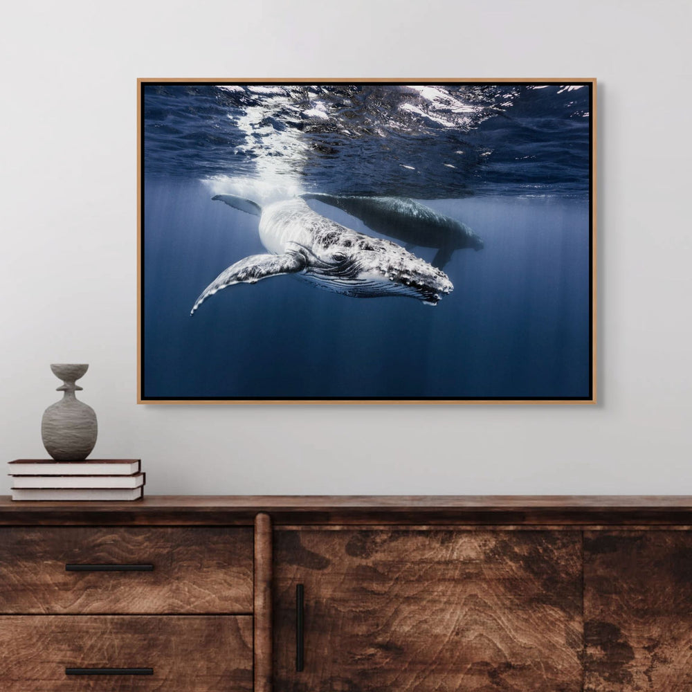 I Give It All For You – Underwater view of a humpback whale calf swimming gracefully in deep blue water | Shadow Box Canvas Print