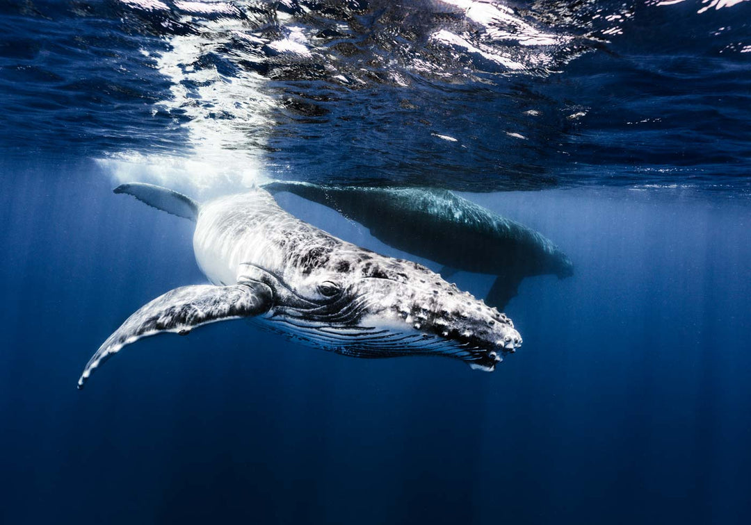I Give It All For You – Underwater view of a humpback whale calf swimming gracefully in deep blue water | Unframed Rolled Print