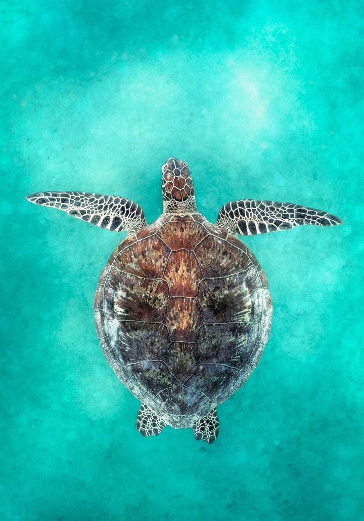 Island Vibration – Green sea turtle swimming underwater on the Great Barrier Reef | Unframed Rolled Print by David Lloyd