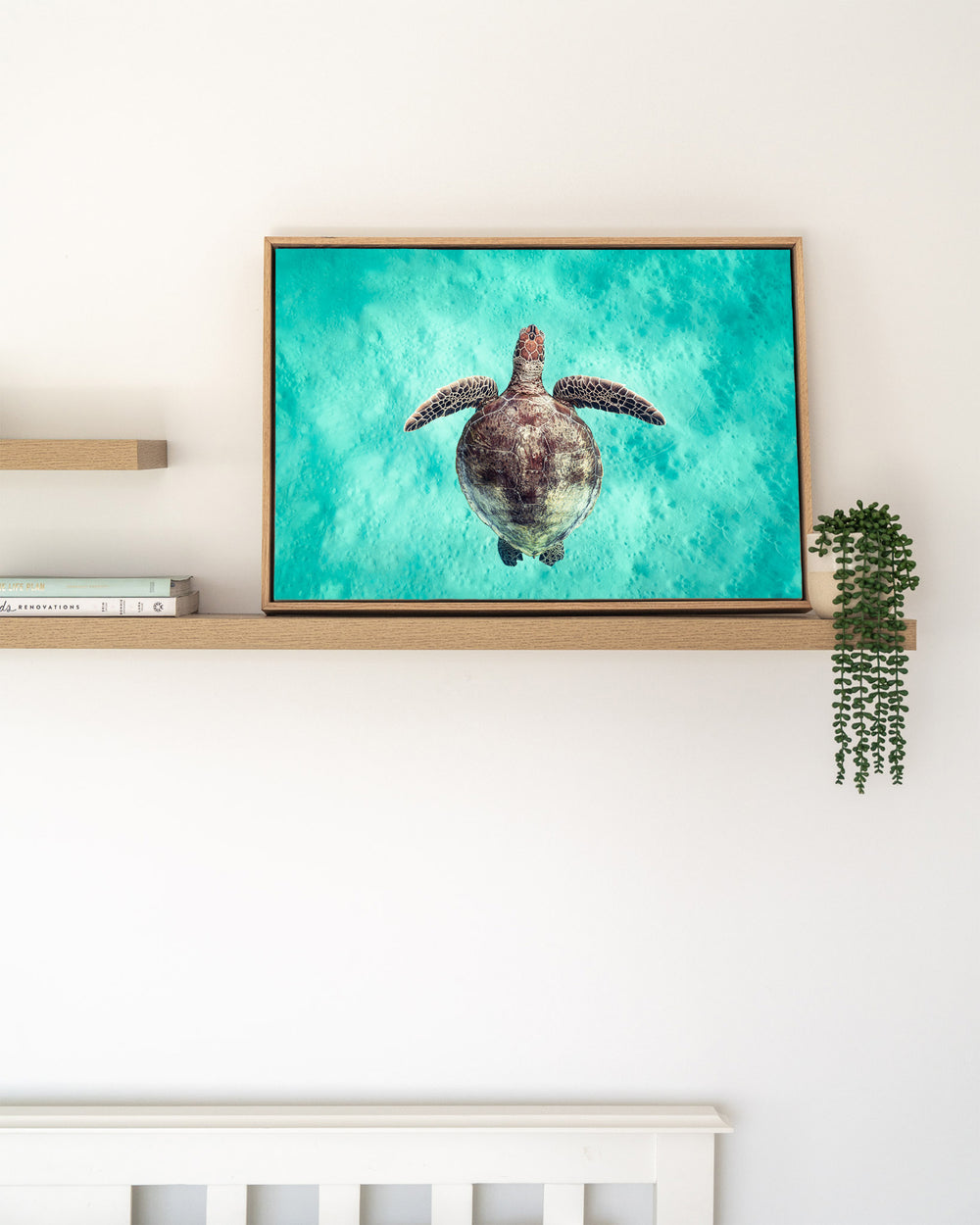 Just Breathe – Green Sea Turtle, Underwater Photography by David Lloyd, framed canvas print in oak float frame, styled in a timber shelf setting