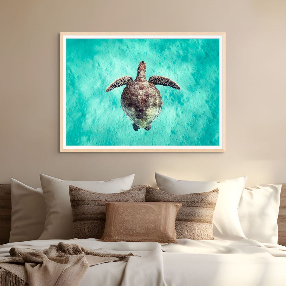Just Breathe – Green sea turtle viewed from above, swimming over turquoise water and shallow sandy seabed | Framed Paper Print