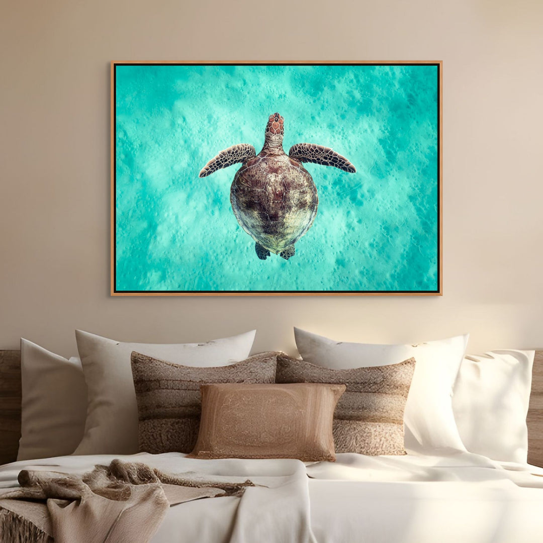 Just Breathe – Green sea turtle viewed from above, swimming over turquoise water and shallow sandy seabed | Shadow Box Canvas Print