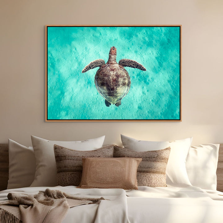 Just Breathe – Green sea turtle viewed from above, swimming over turquoise water and shallow sandy seabed | Shadow Box Canvas Print