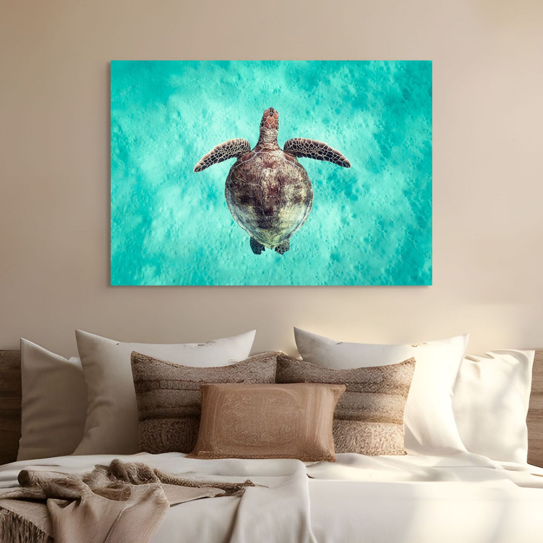 Just Breathe – Green sea turtle viewed from above, swimming over turquoise water and shallow sandy seabed | Stretched Canvas Print