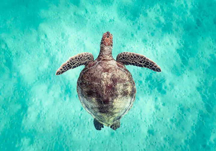 Just Breathe – Green sea turtle viewed from above, swimming over turquoise water and shallow sandy seabed | Unframed Rolled Print