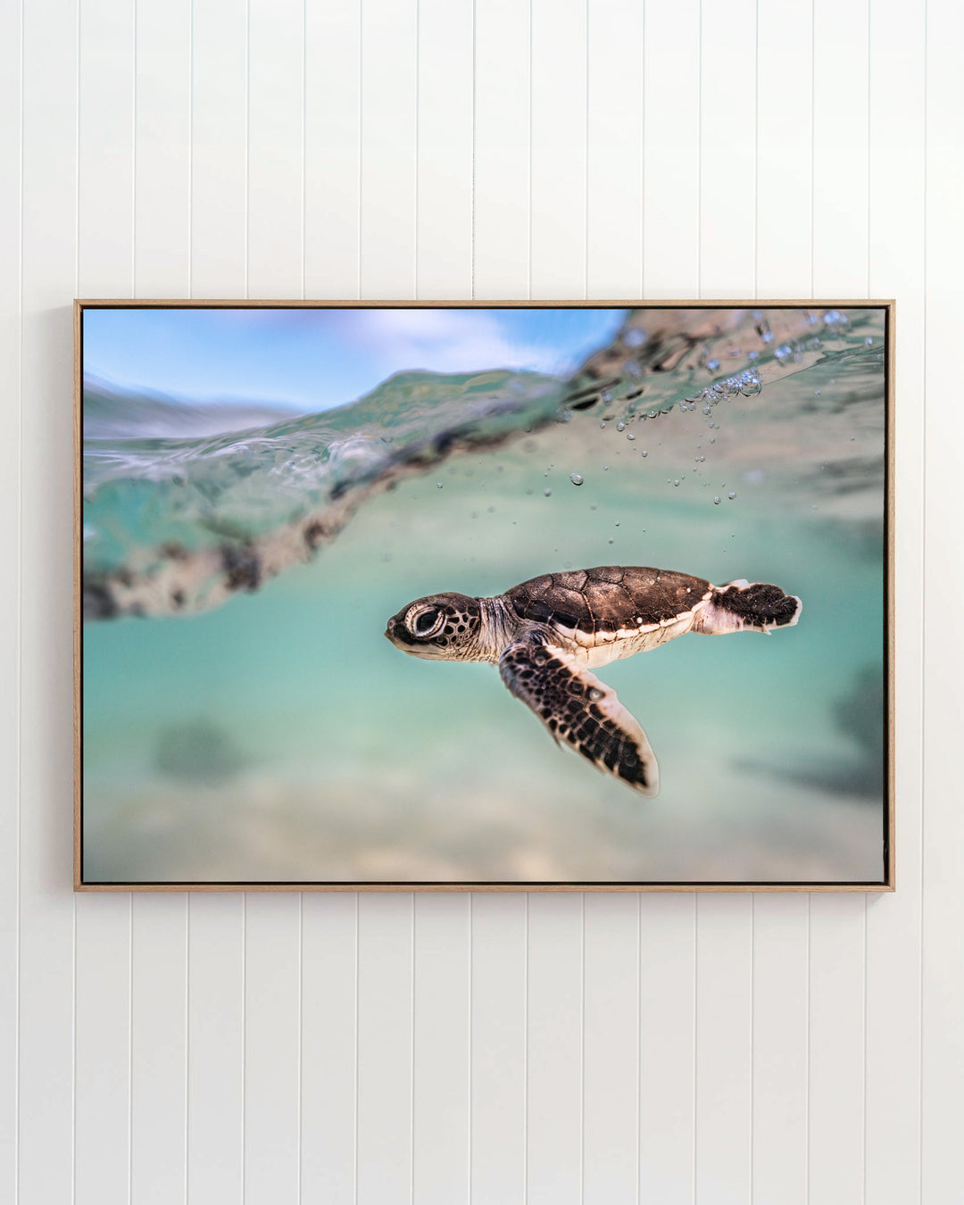 Just Keep Swimming - Turtle Hatchling | Underwater Photography