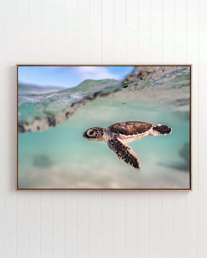 Just Keep Swimming - Turtle Hatchling | Underwater Photography