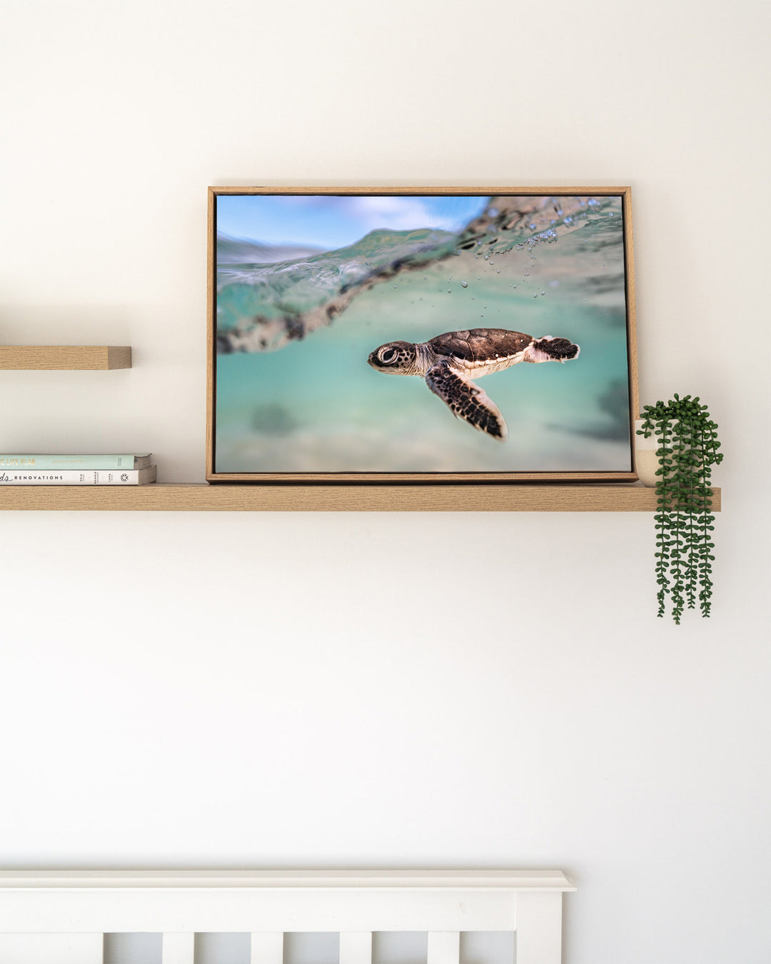 Just Keep Swimming – Turtle Hatchling, Underwater Photography by David Lloyd, framed canvas print in oak float frame, styled in a timber shelf setting