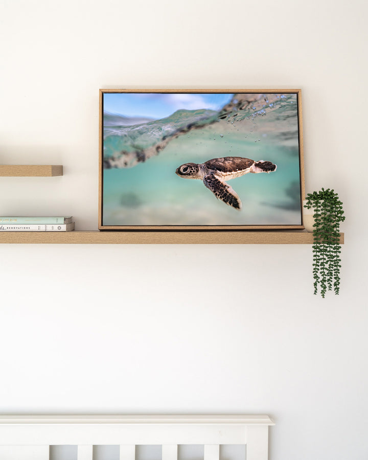 Just Keep Swimming – Turtle Hatchling, Underwater Photography by David Lloyd, framed canvas print in oak float frame, styled in a timber shelf setting